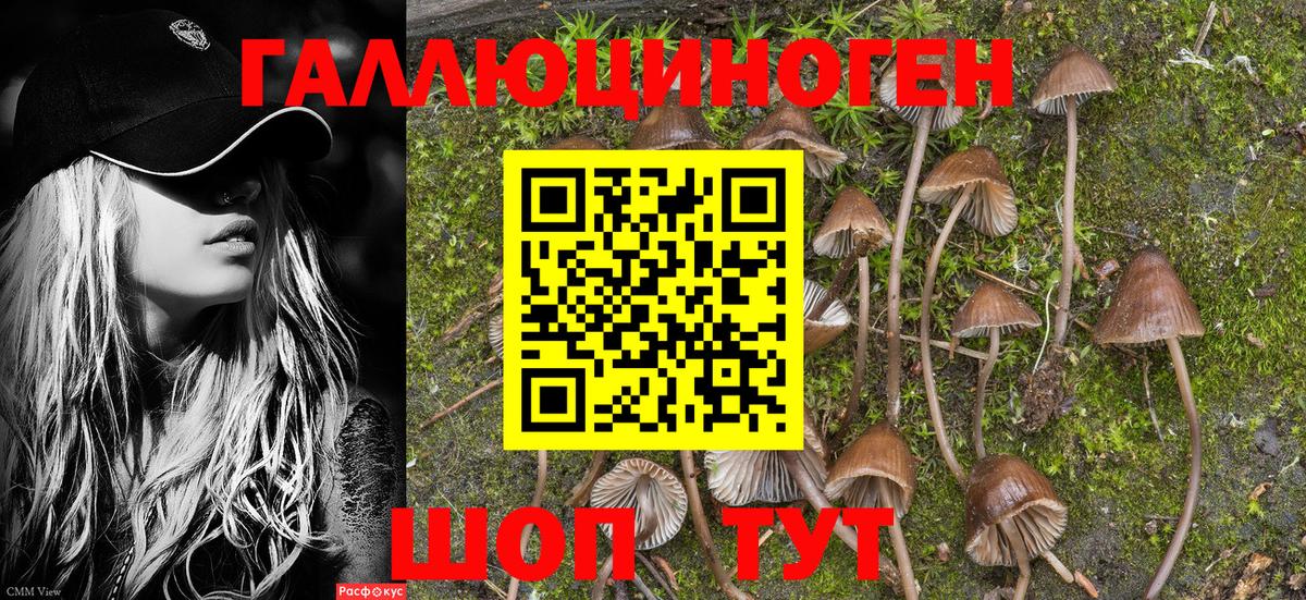 Псилоцибиновые грибы Psilocybe  Вход с VPN  Алейск 